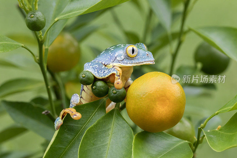 亚马逊叶蛙/条纹树蛙(Cruziohyla craspedopus)在果树-水平